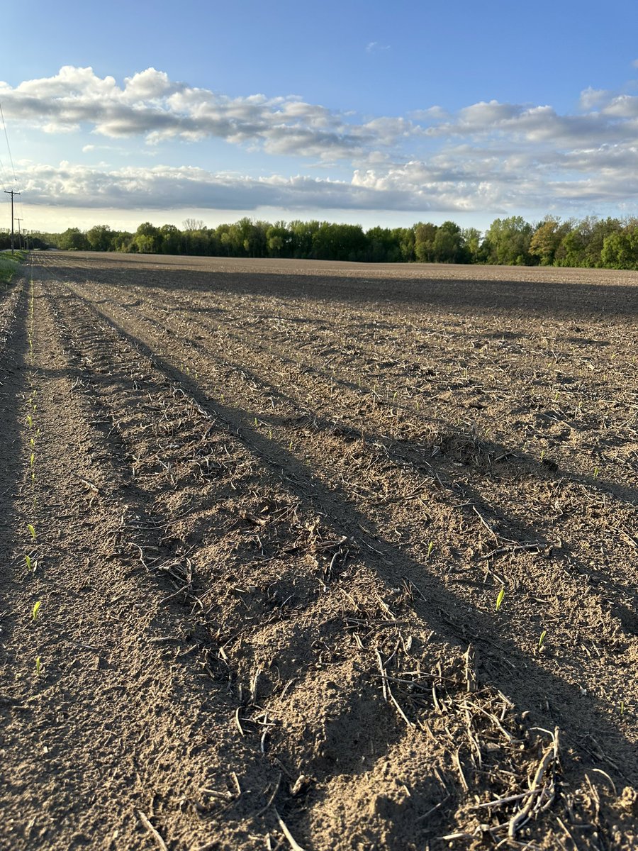 Corns looking amazing in Strathroy! Planted less than a week ago! Let’s hope for some drier weather for us clay farmers! #ontag #plant24