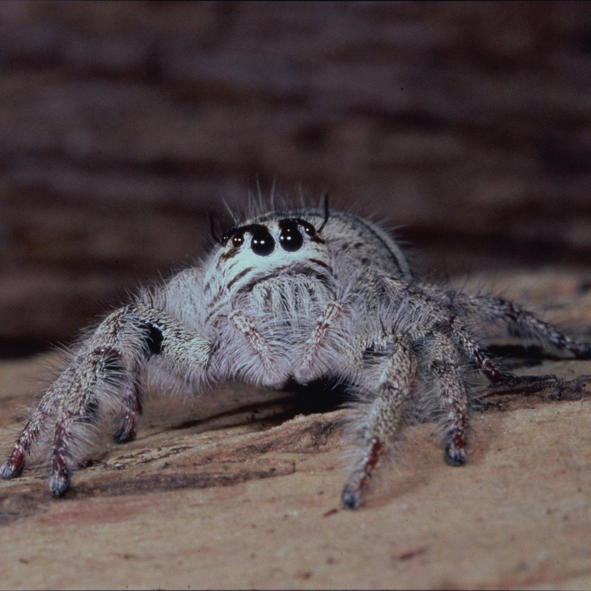 My spidey senses are tingling 🕷️ Check out this adorable snap of a tiny jumping spider from the Krakatoa Islands, 1987. Curious to see more critters in the collection? Start your search now: bit.ly/3zOLymA NAA: A6135, K15/6/87/7