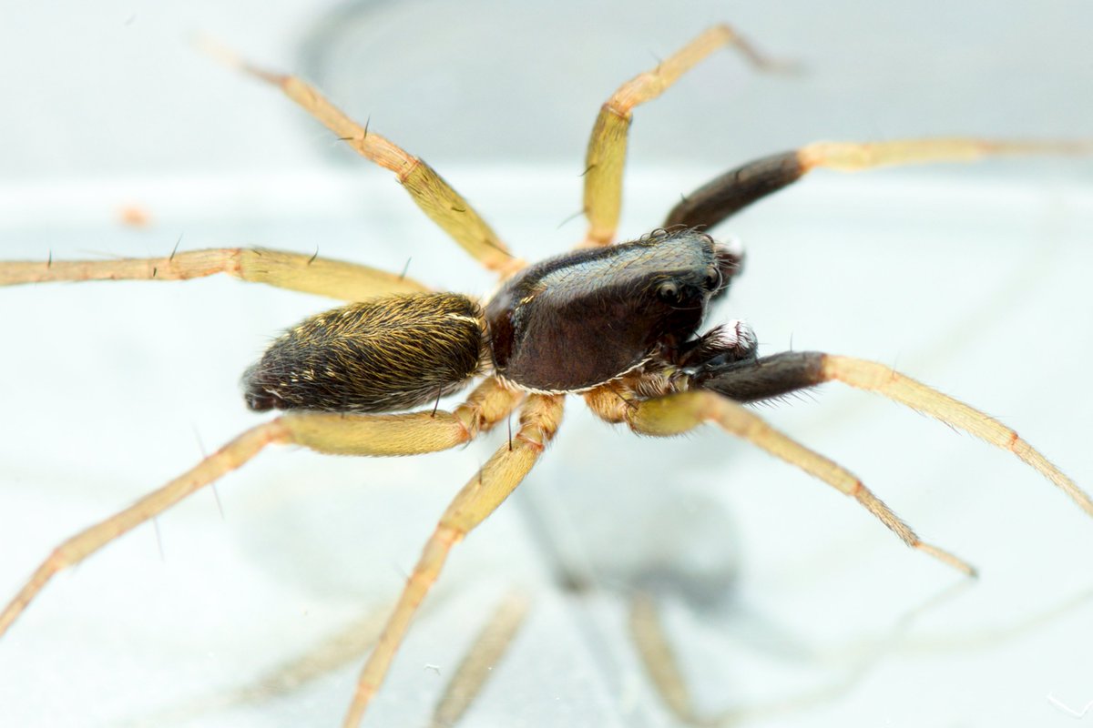 Aulonia albimana male from a calcareous grassland