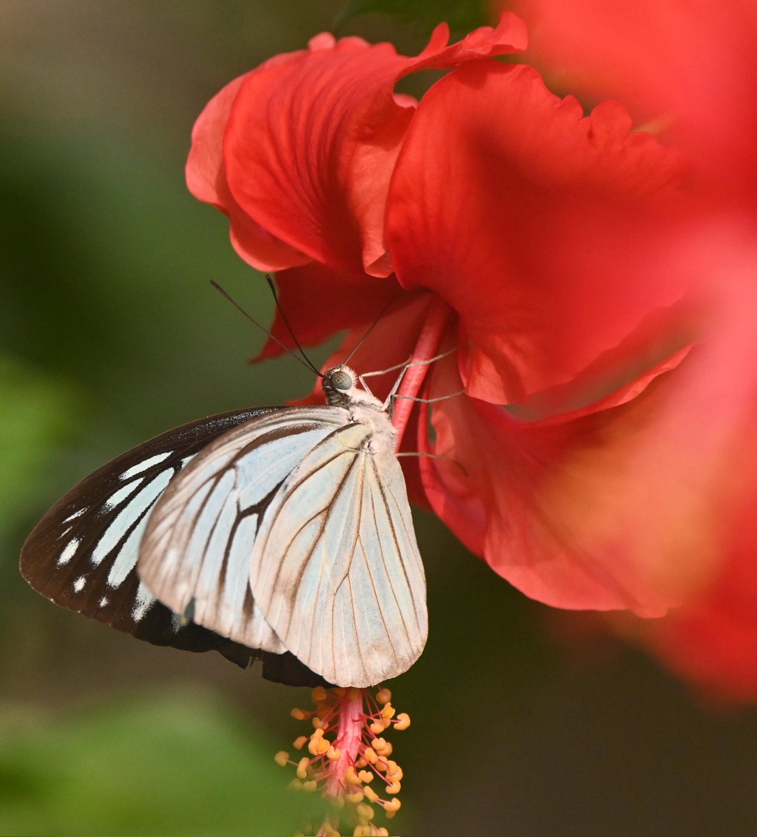 Hibiscus and the butterfly 

Good morning Kolkata 
5.5.2024
#nirupdatta #nikonz50 #bestbirdshots #discovery #wildlifephotographer #natgeowild #natgeoyourshot #butterflies #butterfliesofinstagram #butterflies_lovers