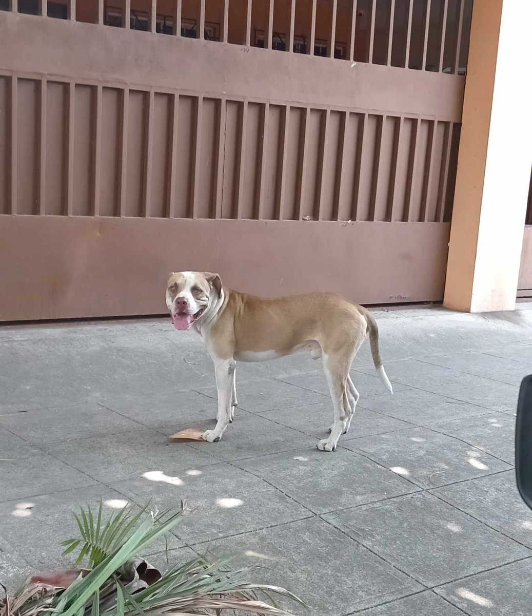 #SERVICIOSOCIAL Hoy ha aparecido este perro en la colonia jardín, en mejicanos por si a alguien se le ha extraviado Contacto 77870317