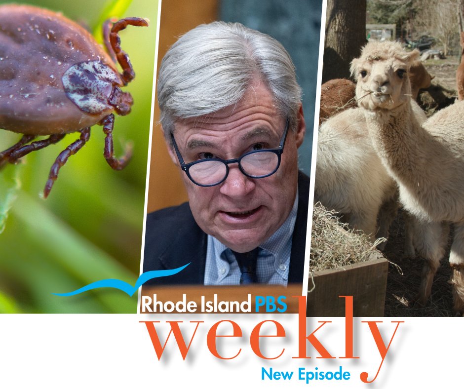 A local farmer in Little Compton is raising a large herd of alpacas for their fiber. @MichelleSMNews and WPRI 12’s politics editor @TedNesi talk about Sheldon Whitehouse’s fourth run for the U.S. Senate. Watch Rhode Island PBS Weekly now: bit.ly/49TBpEL