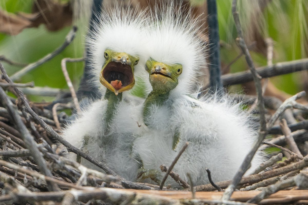 Love the look the two get egret hatchlings gave me! I'm amazed at how such homely looking chicks can grow into such elegant, beautiful birds! #nikonphotography #nikonambassador #nikoncreators