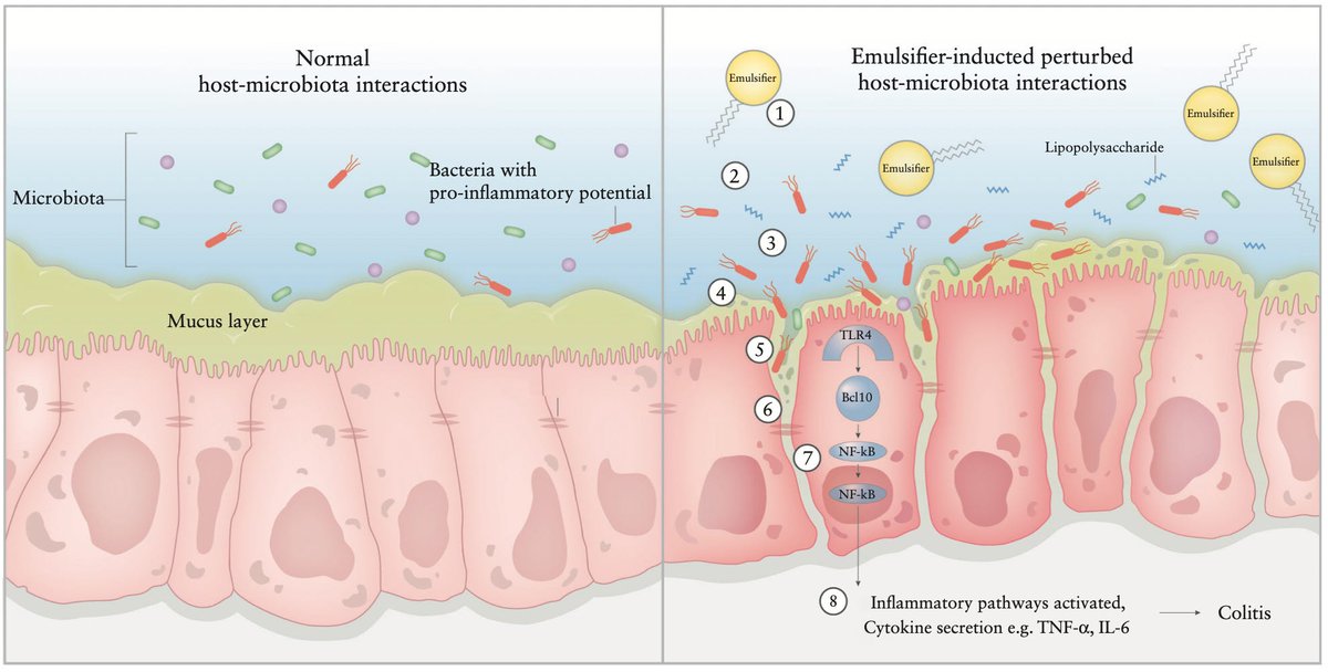 This might be why you can't drink milk:

Emulsifiers are HIDDEN in commercial dairy, and:

⬩Cause gut inflammation
⬩Raise endotoxin, systemic inflammation
⬩Create bacterial overgrowth/dysbiosis
⬩Deplete gut mucus
⬩Induce obesity and diabetes in animals

Know your source.