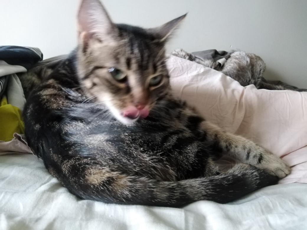 Arch_Novarias's tweet image. Day 632 - Right then. kitten. gn.