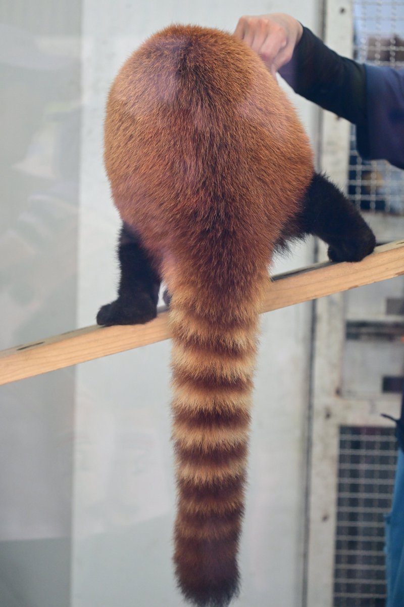 本日はけつようび
#熊本市動植物園 
#レッサーパンダ