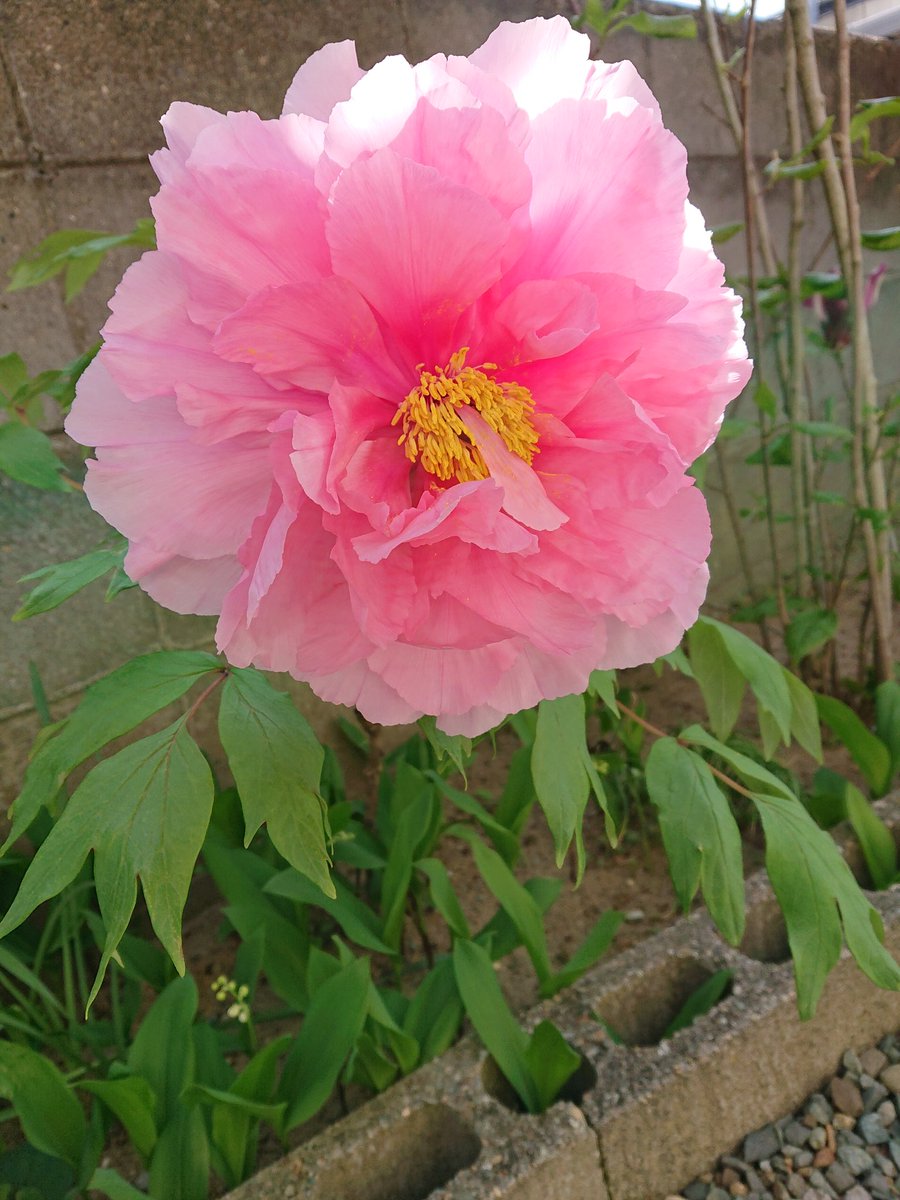 何年も咲かなかった牡丹😊去年那須に住んでた叔母の一周忌咲かせてくれたのかな💞ありがとう🙏💕