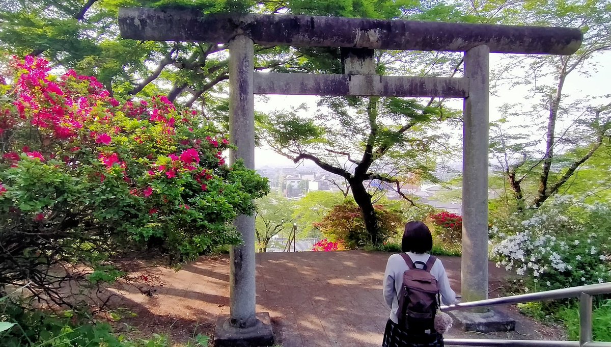 栃木市の錦着山公園です。ツツジの名所ですが、なかなか全山真っ赤にはなりません。 山頂には護国神社があります。 #栃木市 #錦着山公園 #ツツジ #錦着山護国神社
