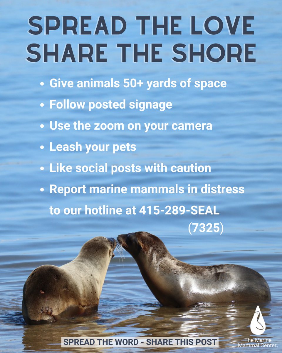 TMMC's tweet image. Seeing a #MarineMammal is exciting! But please remember to be a wildlife hero with these tips 👇 for both wildlife safety and your own. It's not only the law, it's courteous to give animals plenty of space in their natural habitat 🌊💕