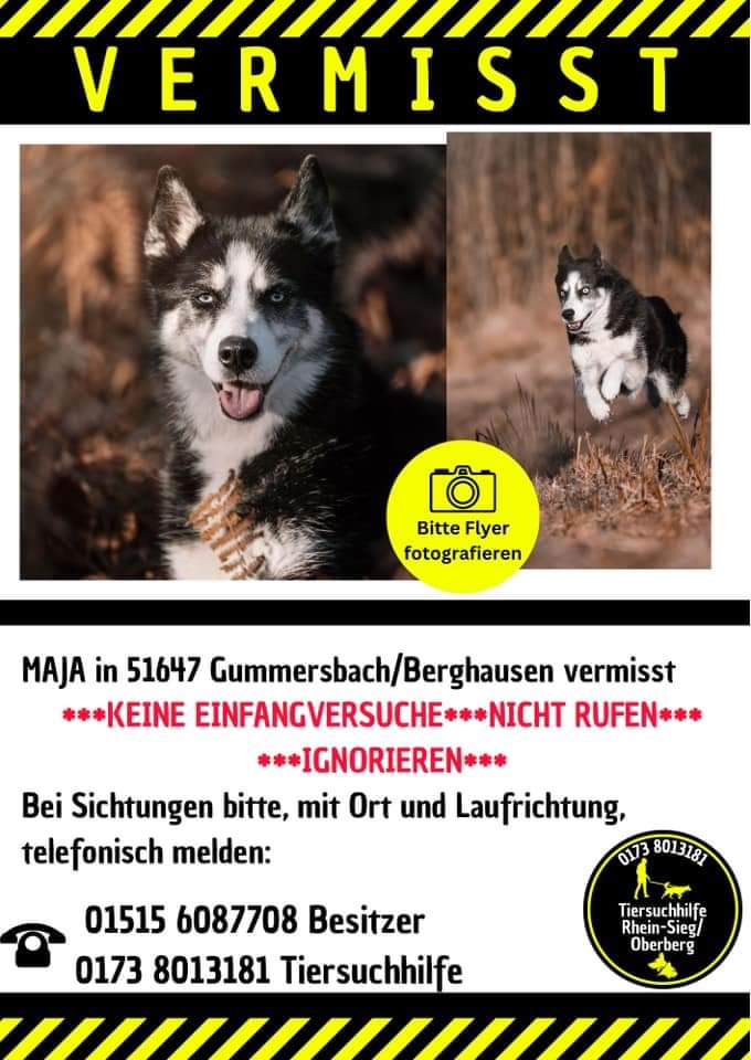#Gummersbach #Berghausen ⚠️ #Hund #Husky #vermisst #entlaufen