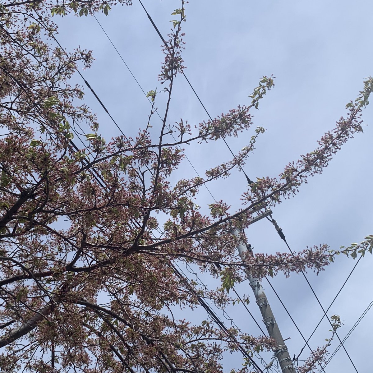 近所のソメイヨシノは終わりました。

千島ザクラと蝦夷ヤマザクラは見頃ですね。

平岡公園で梅見ながら梅ソフトなんてのもいいかもしれません。

近場で春を感じる連休最終日なんていかがでしょうか？

#さくら 
#うめソフトクリーム
#GWはフォロワーさんが増えるらしい