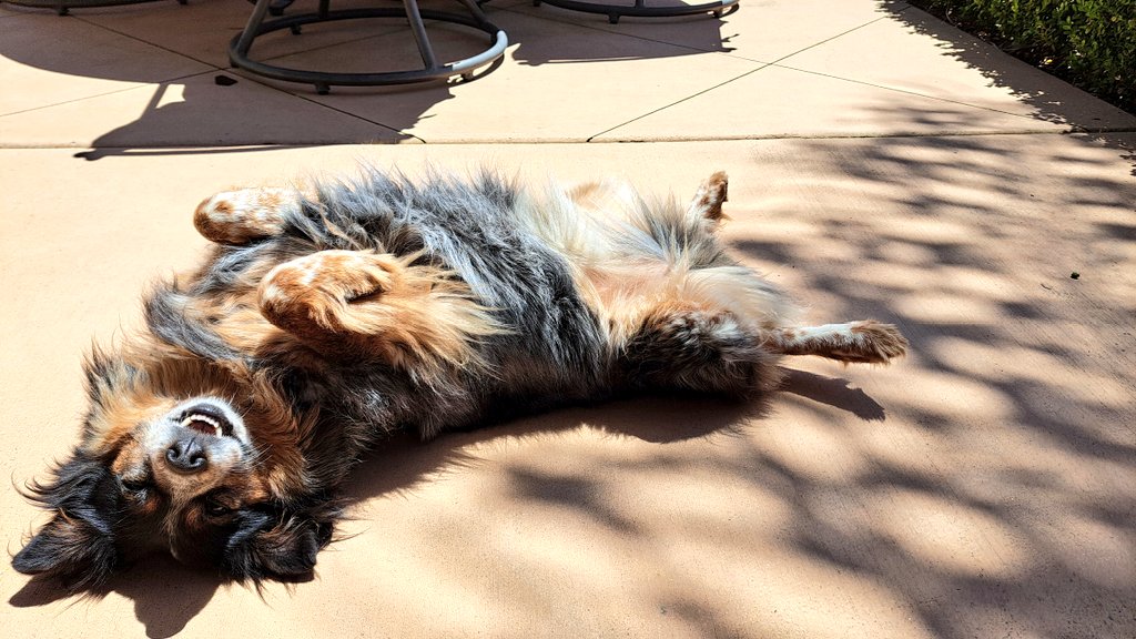 Taylor: Mother of Puppies tweet media