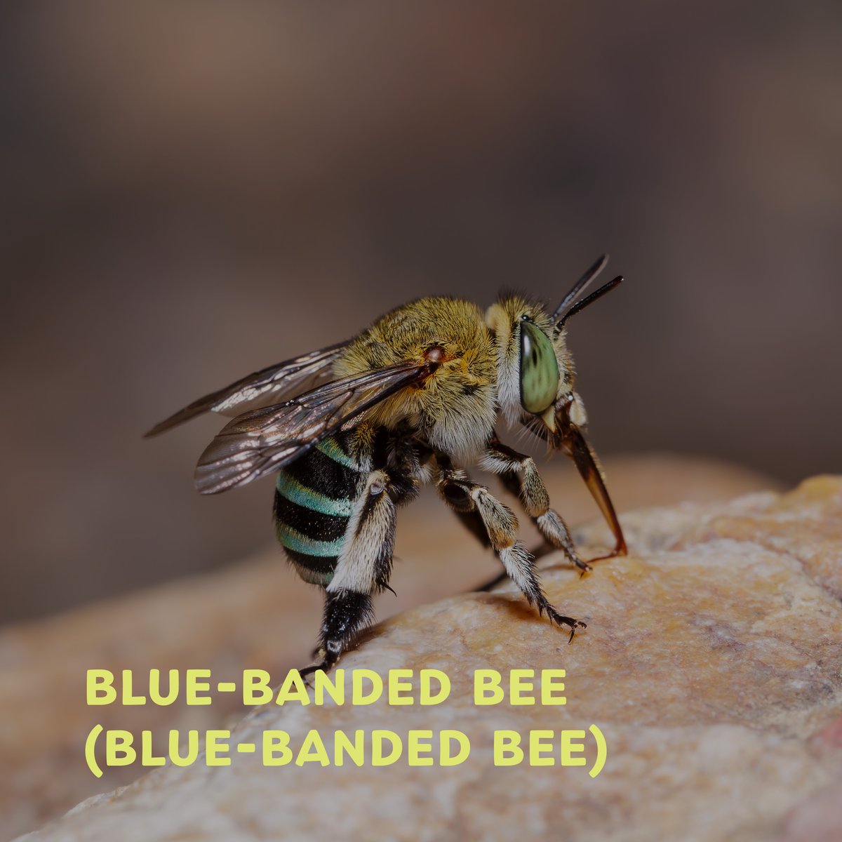 CitySproutsAU's tweet photo. Attract Blue-banded, Teddy Bear, and Resin Bees to your garden: Plant native flowers, provide nesting sites like bare soil and bee hotels, offer water sources, avoid pesticides, create diverse habitats, ensure sunny spots, and maintain a continuous blooming season. https://t.co/bn0TEEpXFT