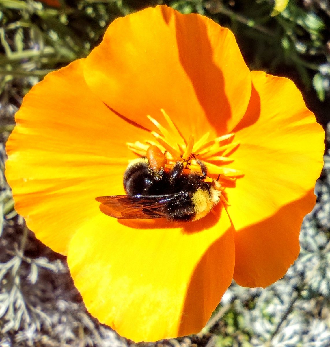#FlowerReport: Near Downtown San Jose, a California golden poppy, and a yellow #bumblebee.