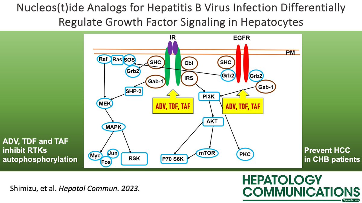 📑 Adenine derivative acyclic nucleotide analogs (ADV, TDF and TAF), potentially bind to the ATP-binding site of growth factor receptors and inhibit their autophosphorylation, which might reduce the risk of #HCC❕ #LiverTwitter journals.lww.com/hepcomm/fullte…