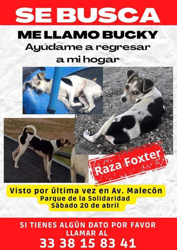 #sebusca #dogs #dogsofx #dogsoftwitter #viral #Comparte #extraviados #perdidos #ServicioSocial #GDL #Guadalajara #Zapopan #Jalisco