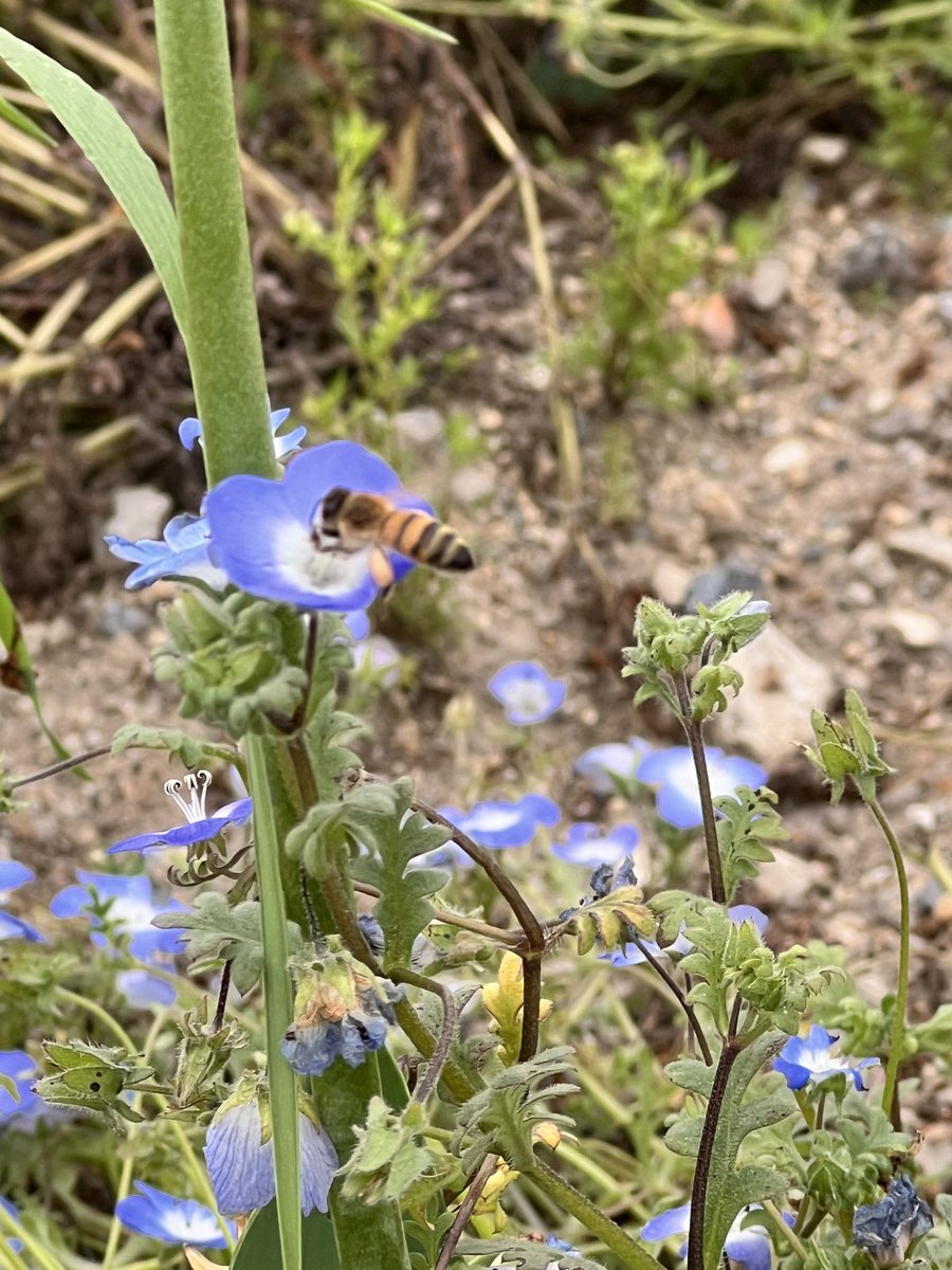 大阪まいしまシーサイドパーク
ネモフィラ祭り2024最終日

朝から雲も多くなっておりますが、名残りネモフィラを楽しんでいただけましたらと思います

最終日は17時閉園となります

今年もみなさまにお越しいただけましたこと深くお礼申し上げます