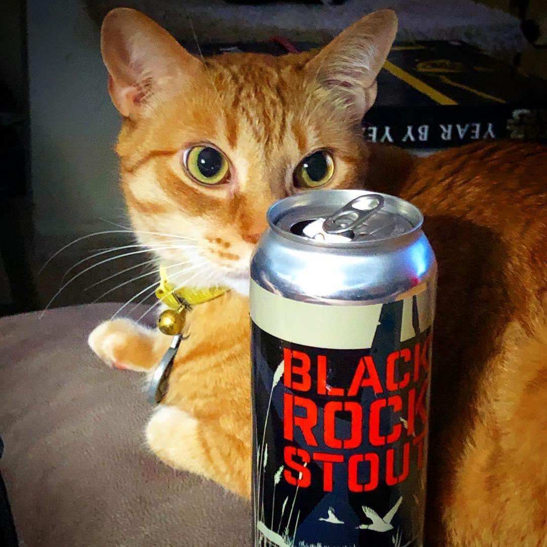 #SundanceTheBoy eyes up @CrossroadsBrew1 Black Rock #Stout on #BeerCatSunday!

#kat #cat #catsofinstagram #katze #gato #tabby #orangetabby #craftbeer

#TheDayIn 2019