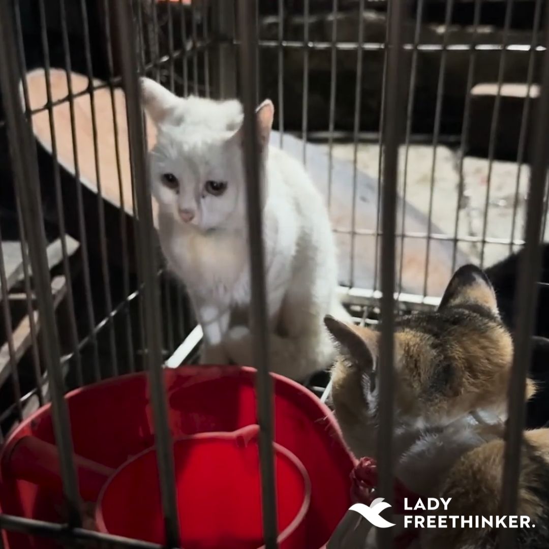 #Cats with collars were seen in the cat meat market in #Hanoi, #Vietnam in LFT’s new undercover investigation. These innocent animals do not deserve to be stolen from loving homes and butchered for meat. Sign the petition for a #DogAndCatMeatFreeVietnam: ladyfreethinker.org/end-cruel-dog-…