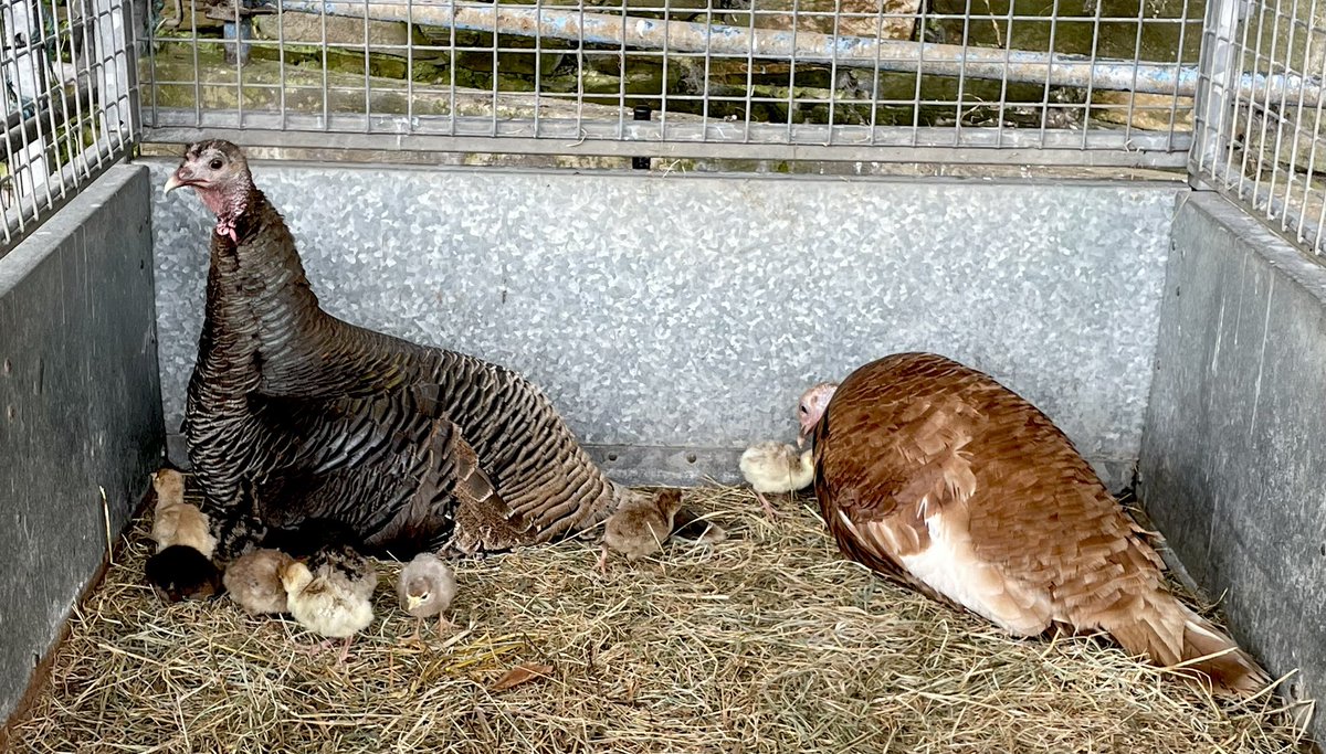 We have baby turkeys! These 2 sat on their eggs side by side on adjacent nests & often swopped places. Their chicks were born at the same time and they are sharing care - we have no idea whose chicks belong to which so we are leaving them to share! #turkeys #chicks #isleofman