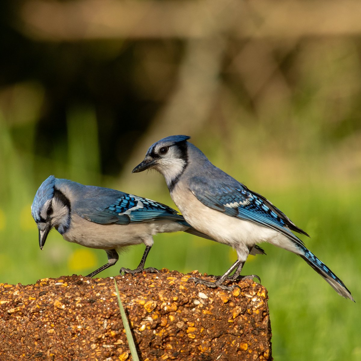 digitalturtle_'s tweet image. 