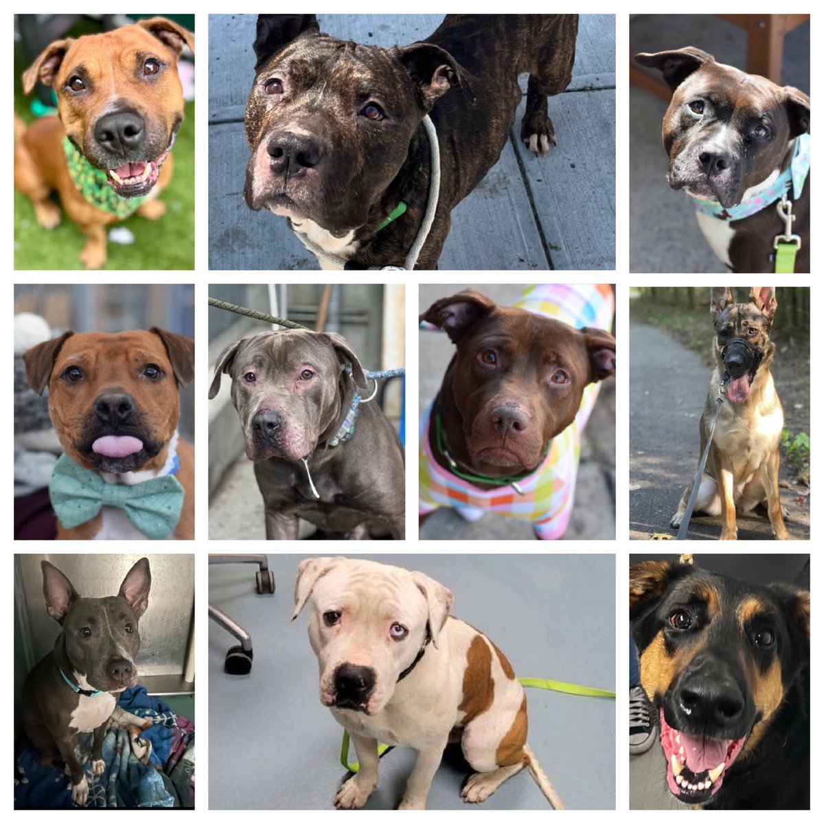There are 18 dogs on NYCACC's list TBK Tuesday, with 9 new to the list and Buddy is back from adoptions. We need your help: please repost and pledge where you're able. Email keitholbermanndogs@gmail.com for assistance. New dogs are listed below, posts will follow. Thank you!…