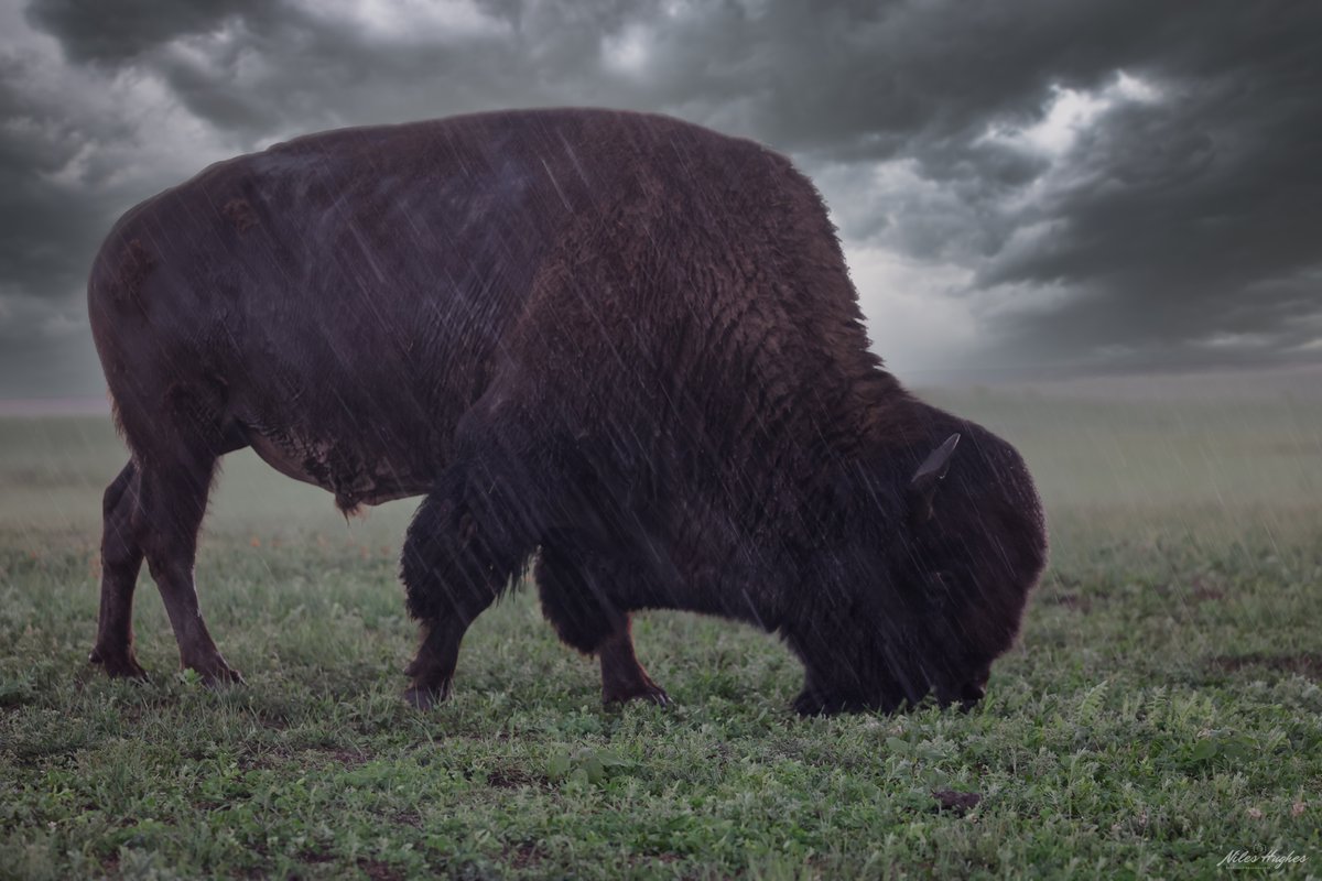 Bison In The Rain. Yellowstone National Park June 2023 #yellowstone