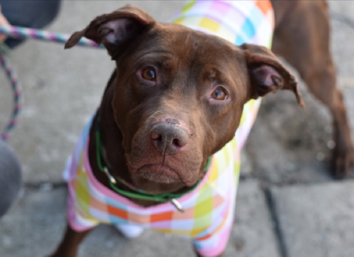 Keith Olbermann's Dogs tweet media