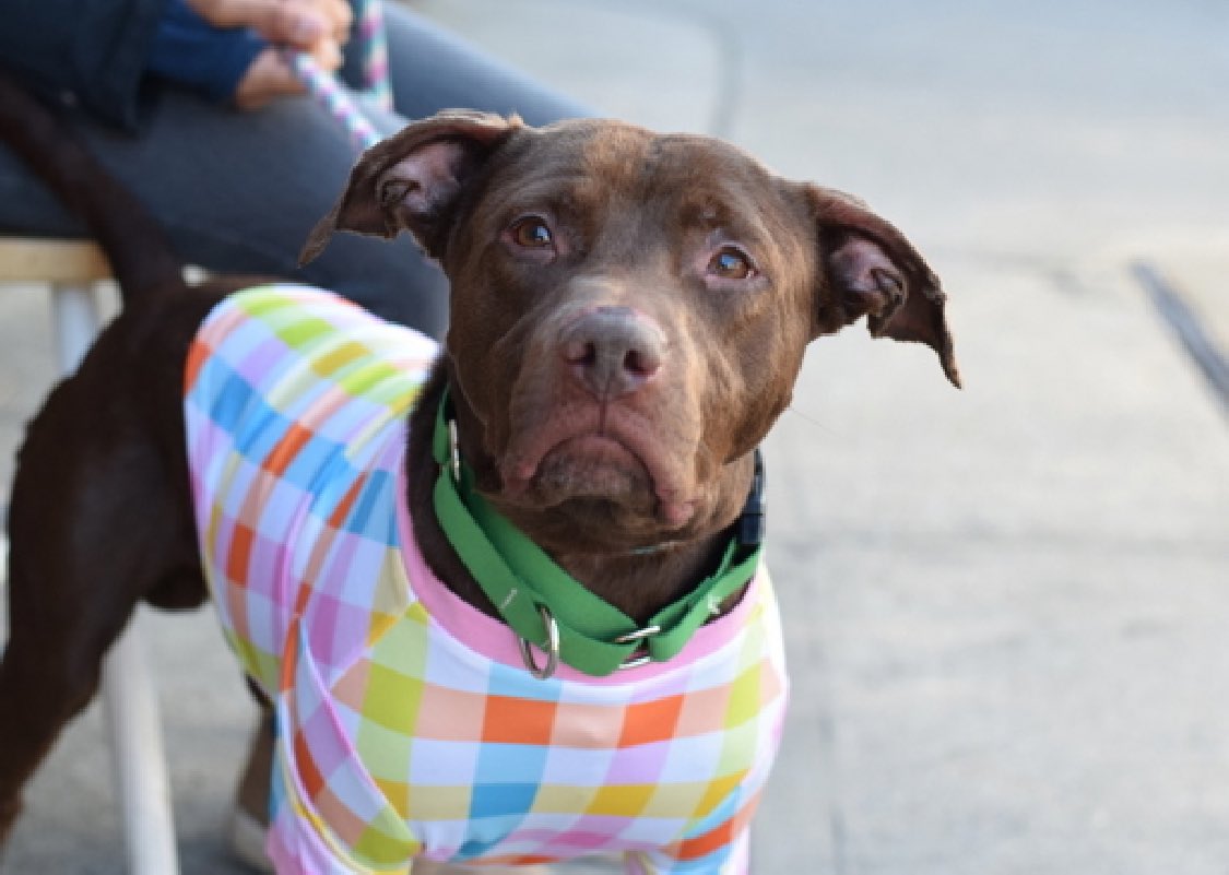 His family had no time, so Teddy 195752 will lose his life Tuesday in NYCACC. A playful, friendly and outgoing sweetheart who's highly social in the pound - but after losing his family of course he's anxious, and NYCACC plans to end his life for his 'deteriorating' behavior. A…