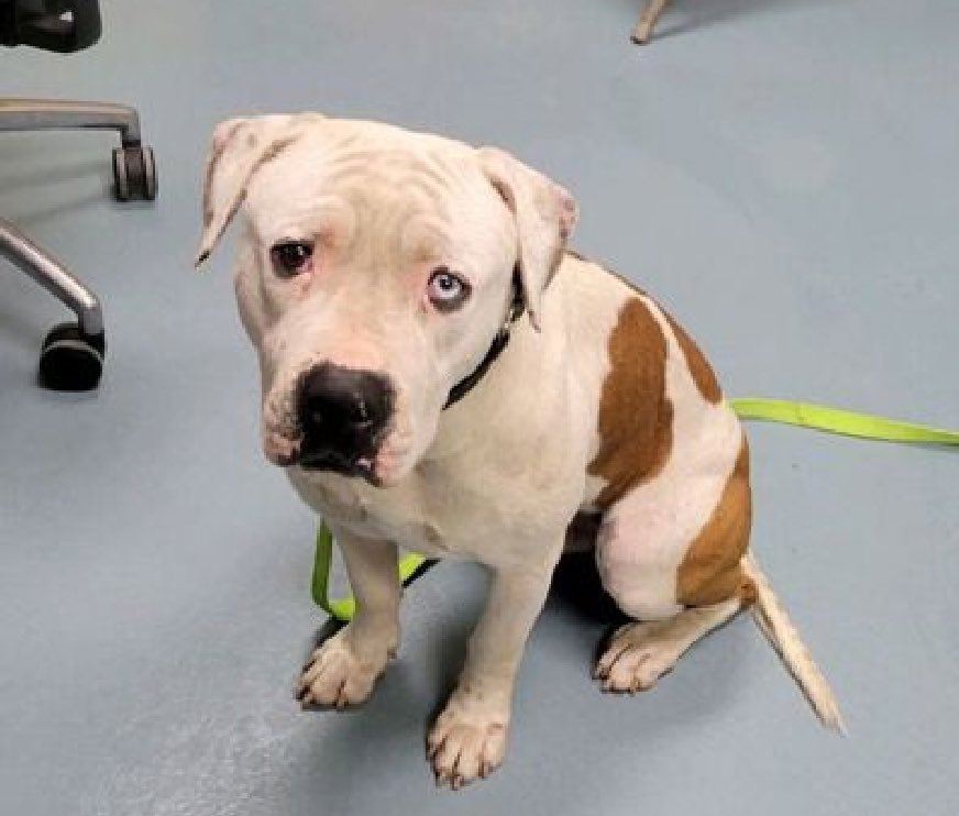 His family cannot afford to care for him, so Solo 196728 arrived April 27 and is now TBK Tuesday in NYCACC. Two years old and he's so scared he freezes with his tucked tail and refuses to walk. A healthy dog who has lost everything he loves, he's crate and house trained and is…