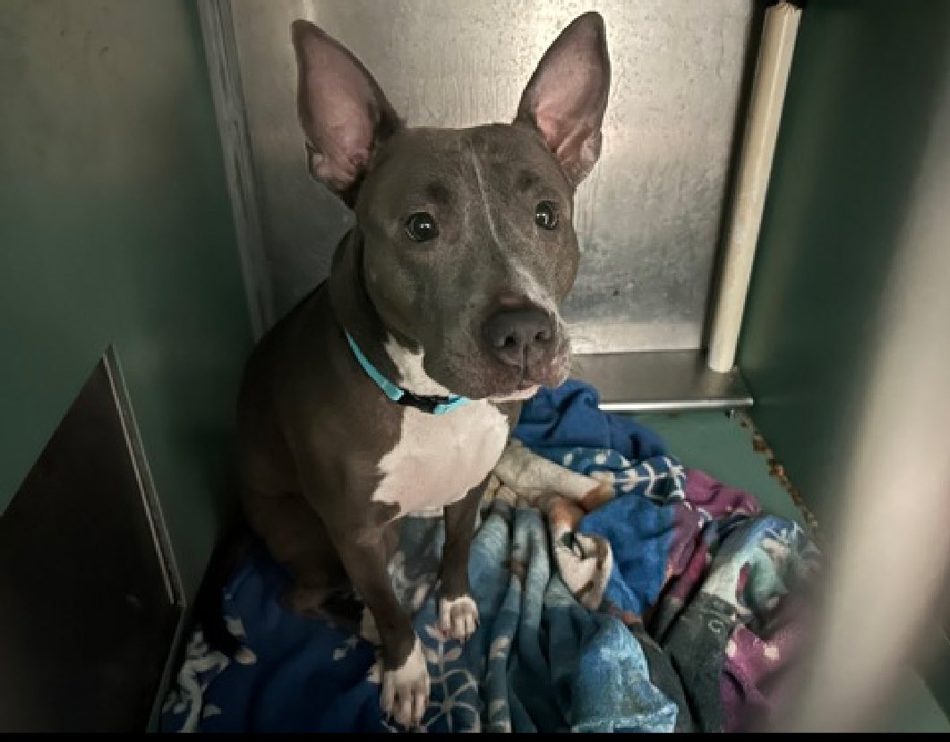 'High levels of fearfulness' means that Rory 198801 has been fast tracked TBK in NYCACC Tuesday. Found abandoned and tied to a gate, she arrived just April 27 and spends her time in her kennel trembling with her tail tucked - she knows she's not in a place of safety. NYCACC has…