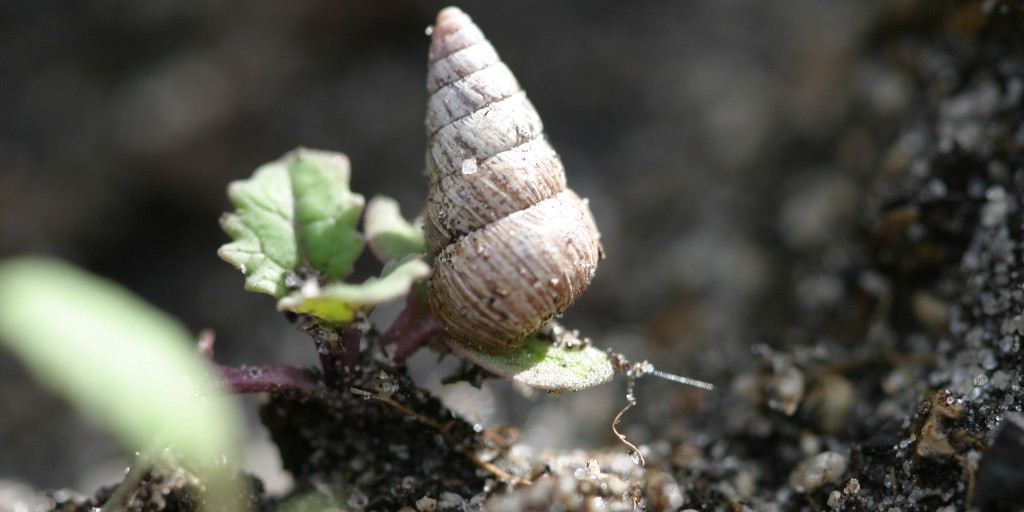 Now is the time to patch bait snails in southern WA. Read about the latest findings from snail dissections in the #PestFactsWA newsletter

agric.wa.gov.au/newsletters/pe…
