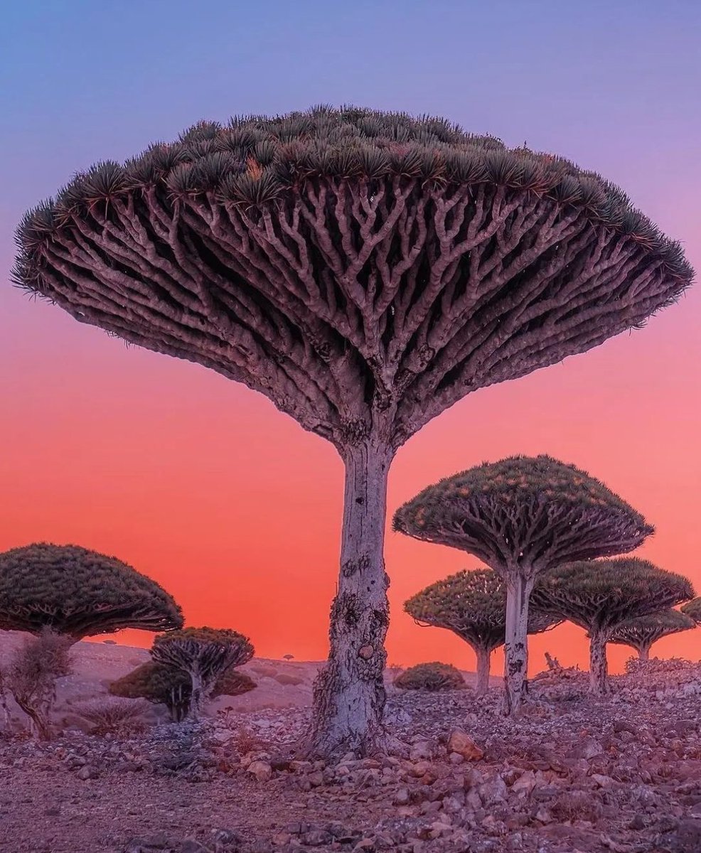 Dracaena Cinnabari or Dragon Blood Tree; is native to a single island from Socotra archipelago, part of Yemen. Dragon's Blood tree is named for unique red sap. This red sap forms a resin that was a prized commodity in ancient times. It is a unique tree that is one of the most…