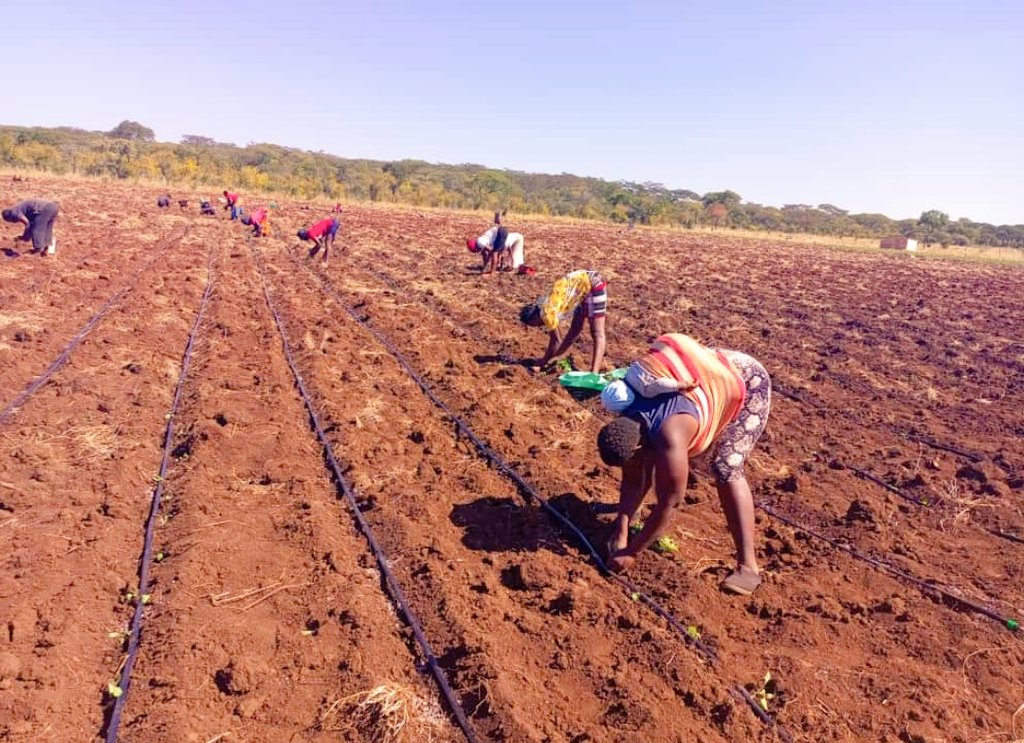 Kwekwe 📍 it's a Farmbuzz territory. harvesting and planting has been our main activity for the past month and still we continua!