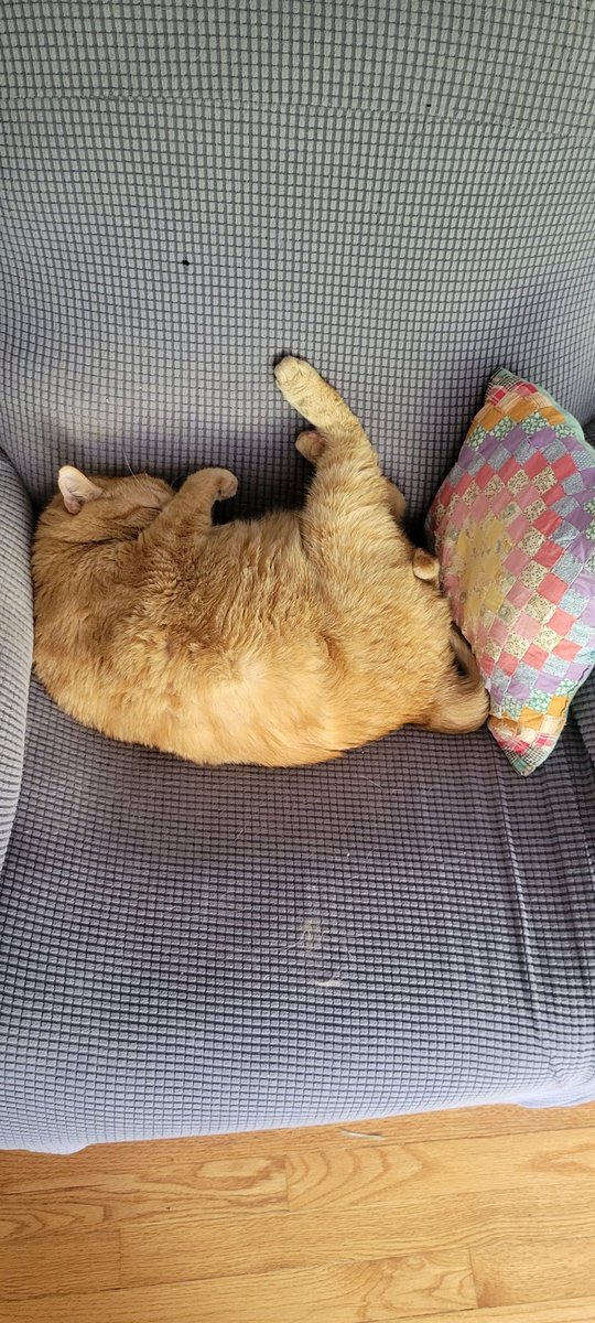 Butter Bean and his back leg 🍗🍗🍗 #Cats #CatsOfTwitter #CatsOfX #SleepingCat #GingerCat #ButterBean