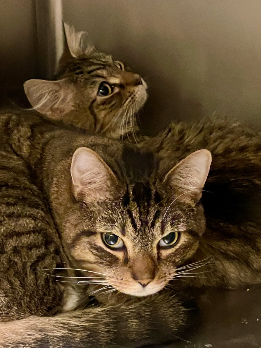 💖Here are 2@3 intake newbies (all from same property). Gorgeous tabbies - 1 with some Maine Coon mixed in it seems. All 3 are absolute luv bugs! #cats #pets #va #virginia #dc #washingtondc #maryland #monday #MondayVibes #MondayMorning #GoodVibes #CatsOfTwitter #cute #goodmorning