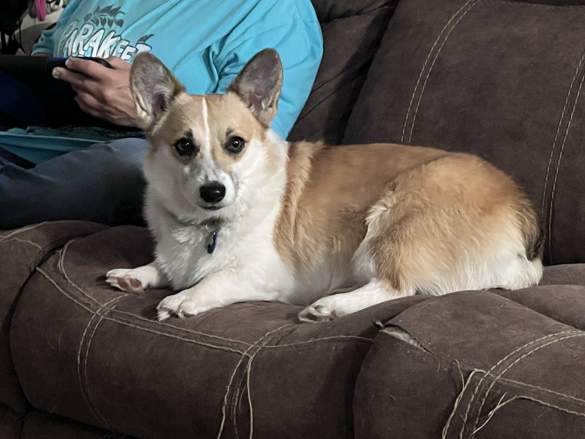 My pretty girl. #Corgi #CorgiLife