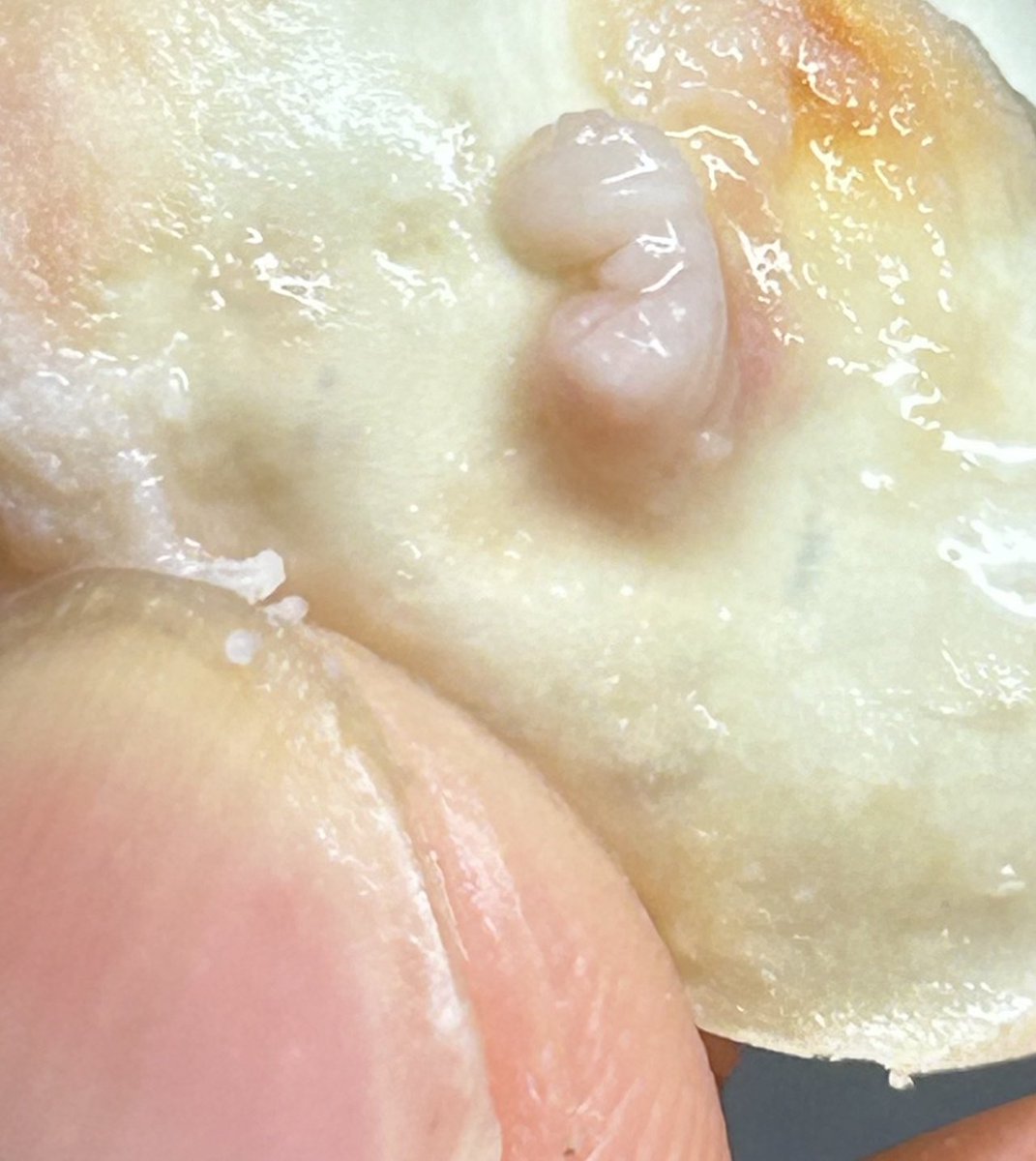 AsahiPython's tweet image. レオパ のダメ卵、初産だからまぁ想定の範囲内。切ってみたらミニミニレオパ がいた、発生初期のレオパ 、教科書でみたヒトの発生初期と似てる。

#レオパ　#繁殖　#中止卵　#もう1つは順調に発生してる模様