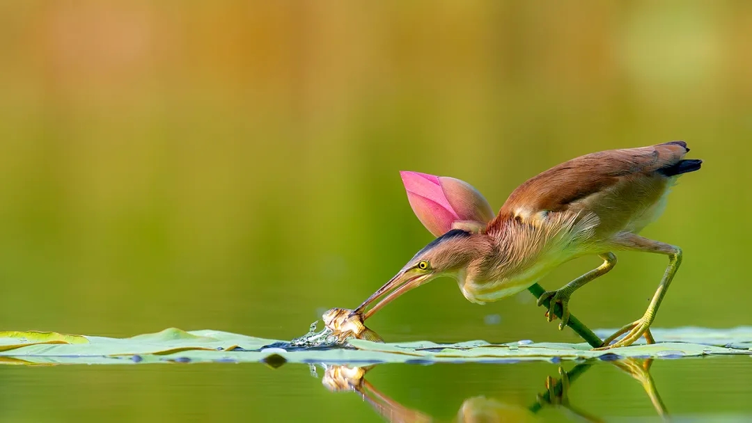【#机遇中国•绿色赣鄱】小荷才露尖尖角。最美湿地，候鸟天堂，中国江西鄱阳湖。Beautiful wetland, Paradise for migratory birds, Poyang Lake in Jiangxi, China.  #bird #MigratoryBirds #nature #PoyangLake #wetland #机遇中国 #鹤舞赣鄱 #鄱阳湖 #湿地 #候鸟 #GreenJiangxi #绿色江西