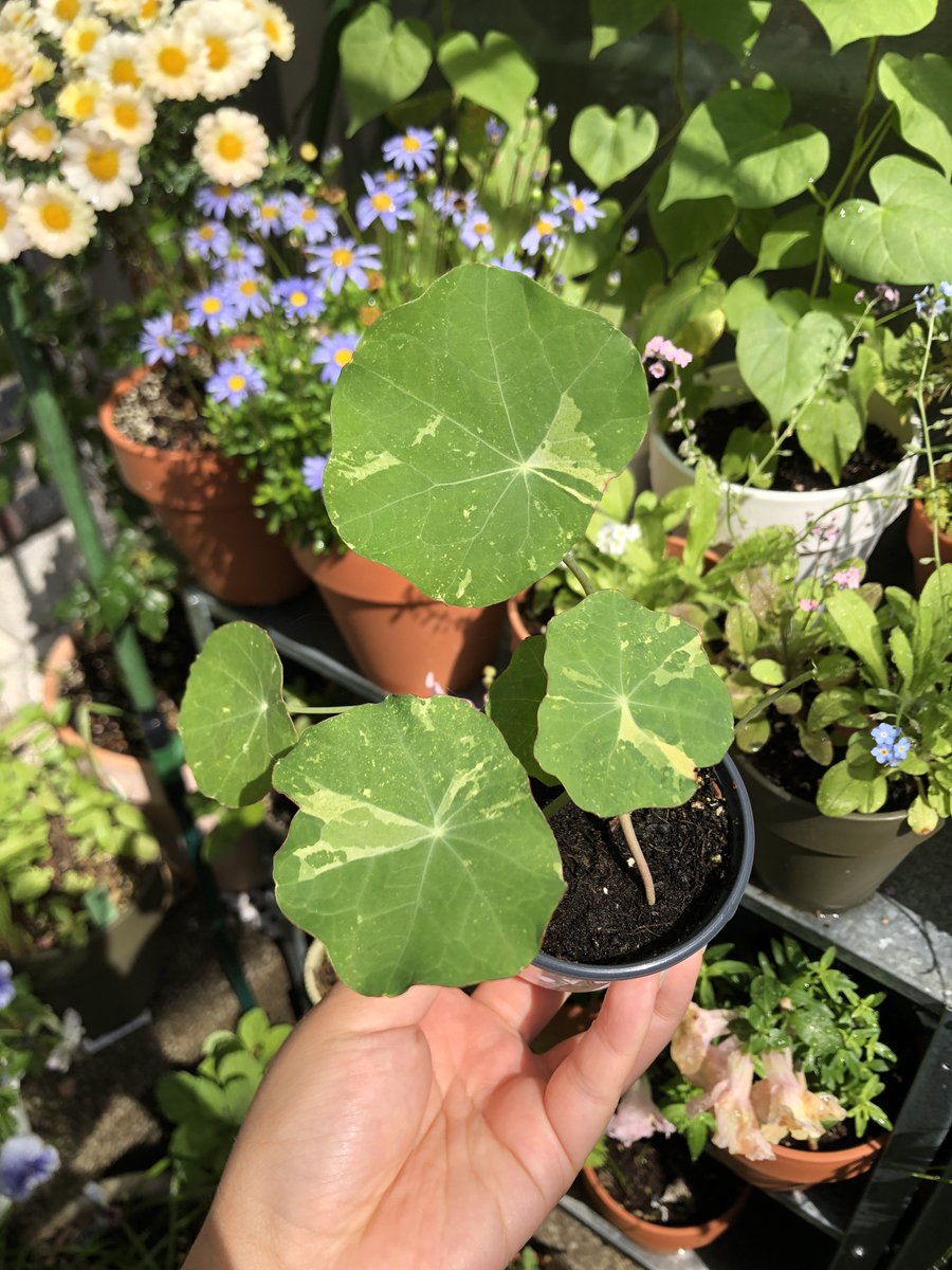 배🍐🧶🕯 tweet media