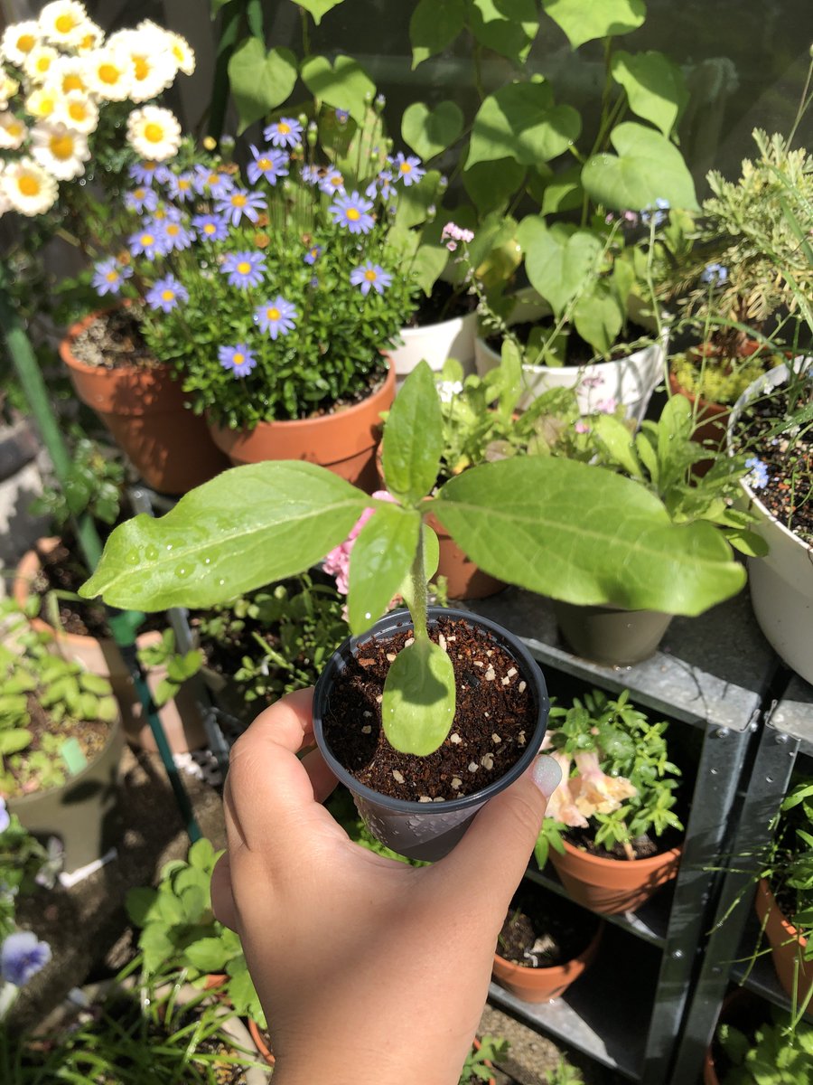 배🍐🧶🕯 tweet media