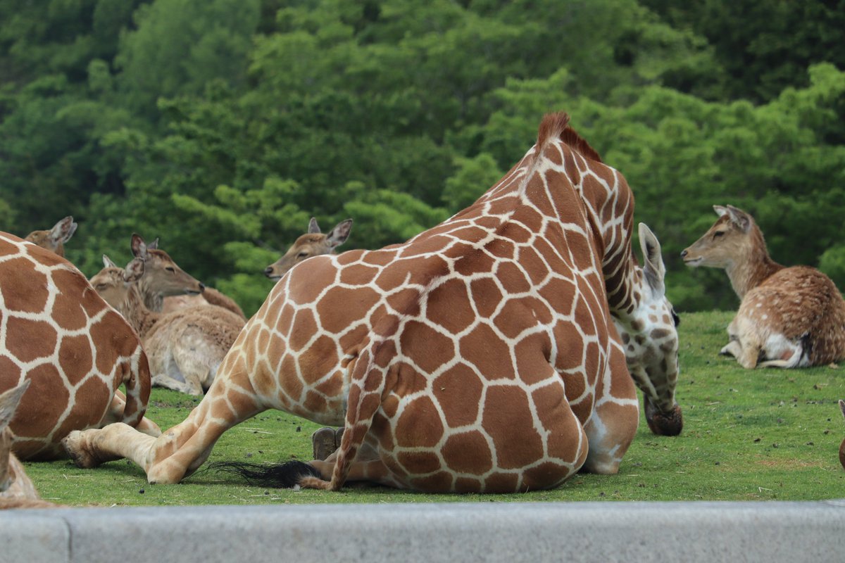 キリンっぽくない姿のキリンです🦒

#アミメキリン 
#座った姿 
#リラックス中
#かわいいおしり 
#アフリカンサファリ