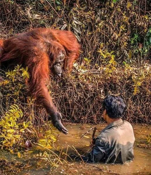 In a #world where the essence of #humanity fades, #animals emerge as beacons, guiding us back to the very principles of our humanity. This poignant image captures an orangutan's #compassionate gesture towards a fallen #geologist, underscoring the profound lessons nature imparts…