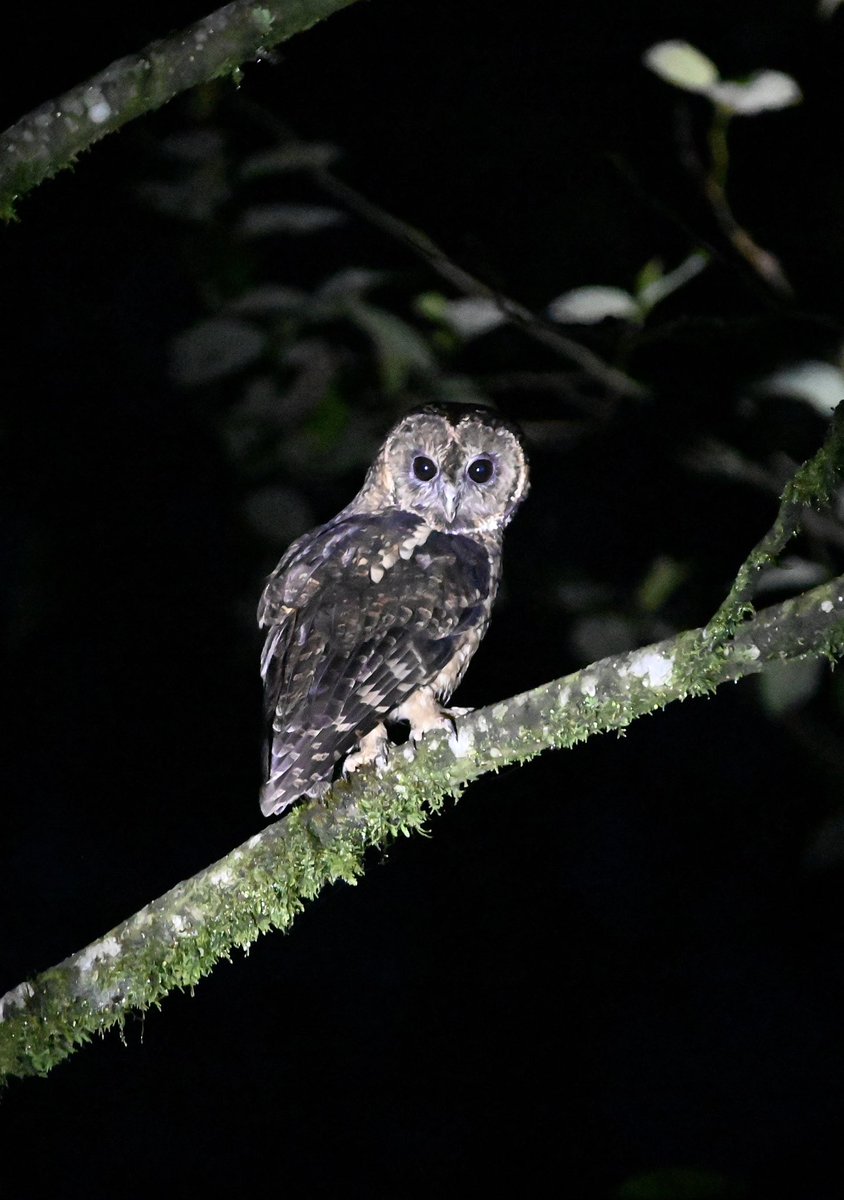 #1504 Himalayan Owl 

#OwlSomeMonday The night belongs to him!! 

#dailypic #IndiAves #TwitterNatureCommunity #birdwatching #ThePhotoHour #BBCWildlifePOTD #natgeoindia