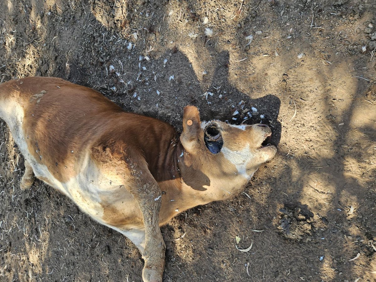 Cattle mutilation found in central Queensland Australia recently. Note precise excision around eye. No obvious cause of death. No blood was found in carcass and on ground. No footprints. Found in very remote region of property. UAPs seen in general area.
#uapX #ufox