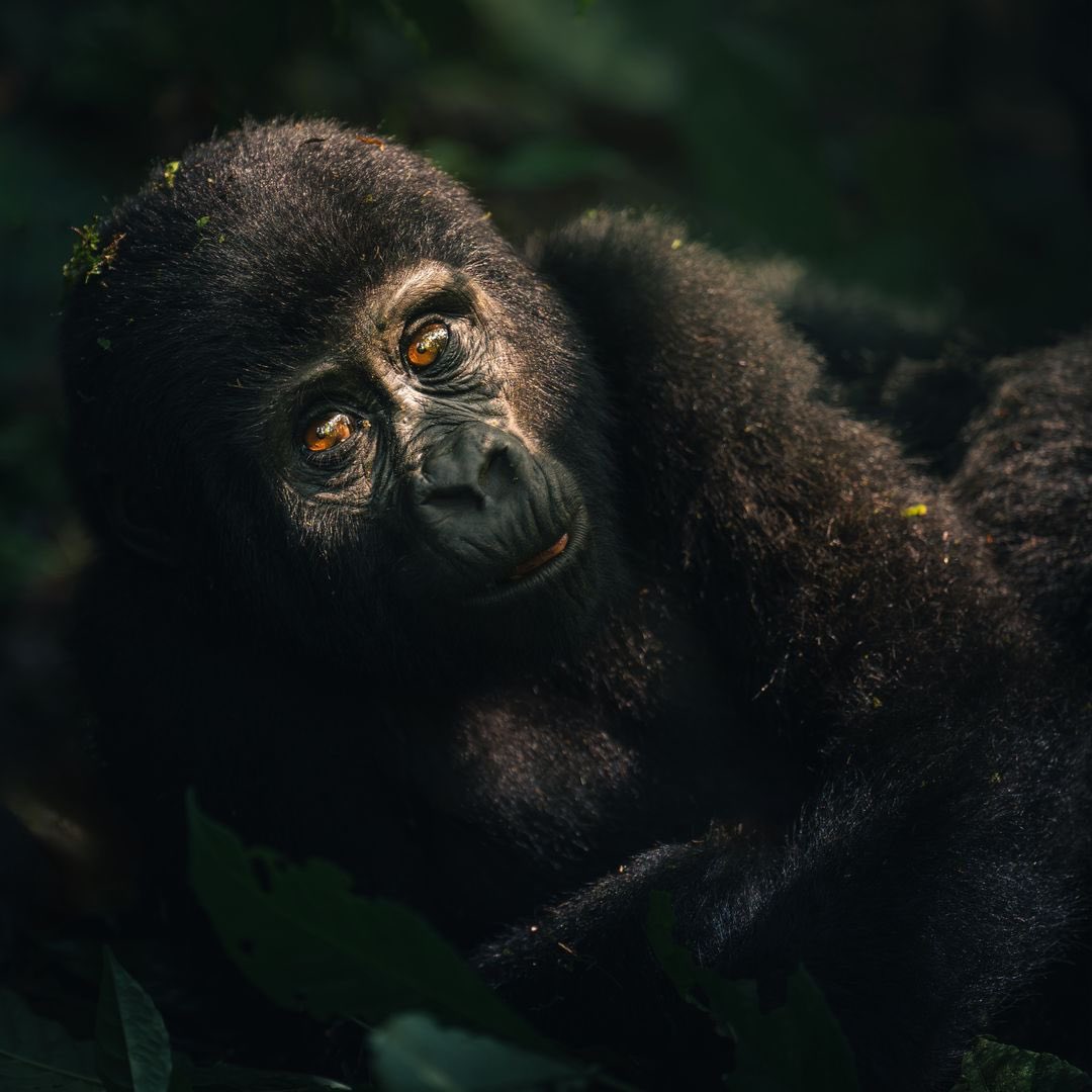 So What is a Gorilla Habituation Experience? Habituation is the process of getting a group of gorillas used to being around people, to the point where they won't run away and can be quietly observed from a distance. EAC- UG 750,000 | FNR- $1500 | FR- $1000 Rest of Africa- $1000
