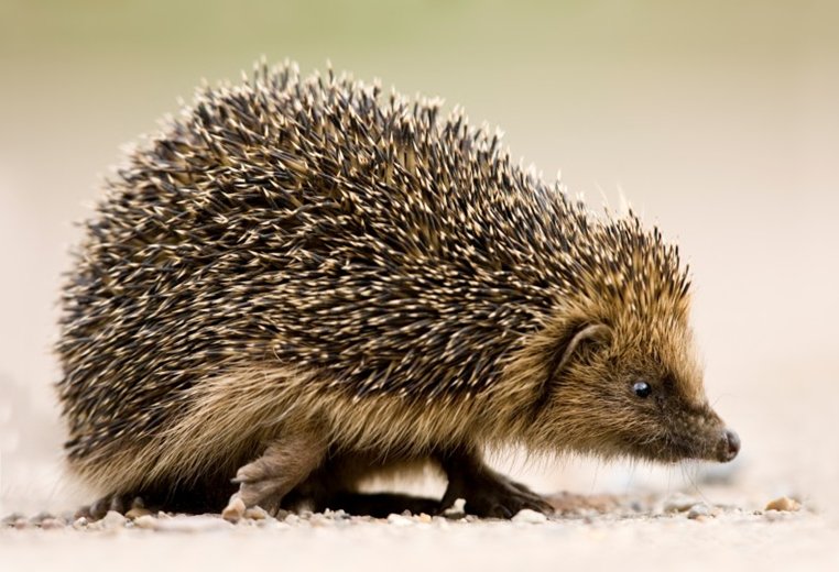 #HedgehogAwarenessWeek🦔

In a creation mythology, the entire world was a big lake, and it was a giant hedgehog who brought soil and sand in its needles, thus creating dry land

#hedgehogs #mythologymonday 
📷 Peter Mallett