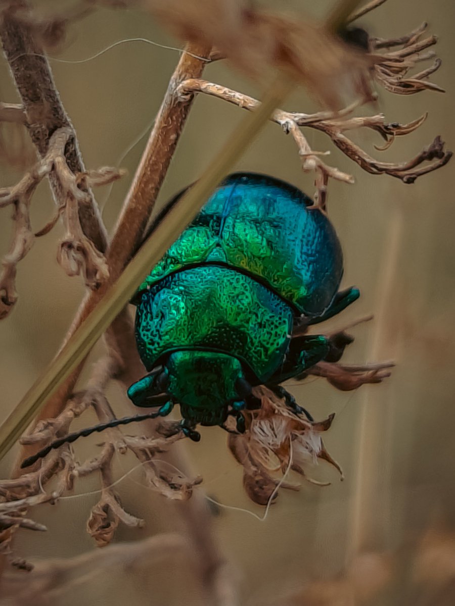 A shiny beetle, green and bright, Rests on a stem in morning light.

#ShotOnSnapdragon
#OnePlus12