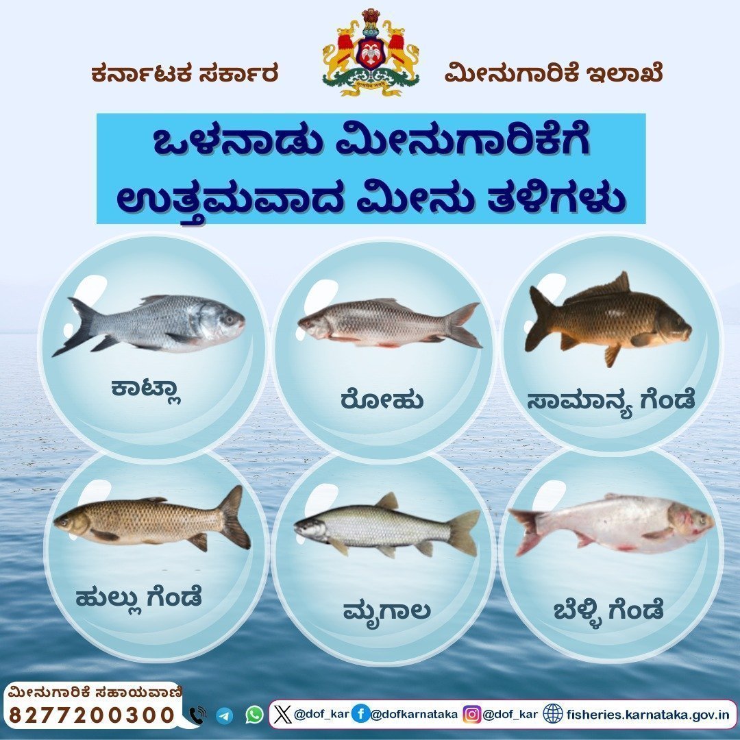 ಒಳನಾಡು ಮೀನುಗಾರಿಕೆಗೆ ಉತ್ತಮವಾದ ಮೀನು ತಳಿಗಳು. #ಮೀನುಗಾರಿಕೆಇಲಾಖೆ #ಕರ್ನಾಟಕ #ಮೀನುಗಾರಿಕೆಸಹಾಯವಾಣಿ #dof #fisheries #karnataka #fisherieshelpline #dof_kar