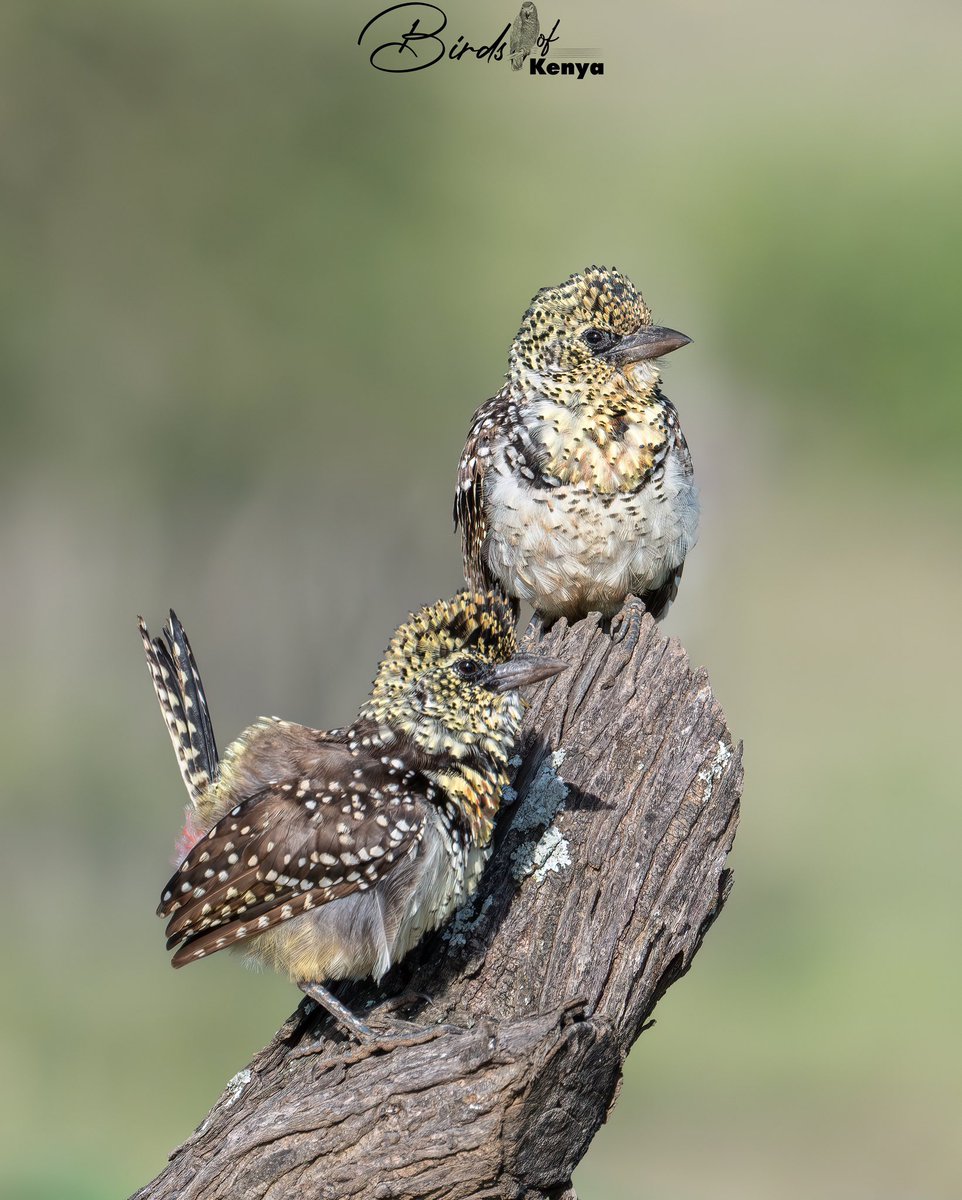 Usambiro Barbet